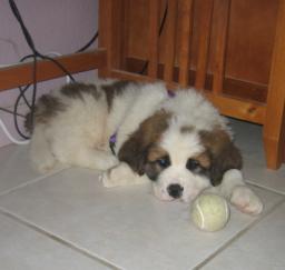 09FEB13: 'Penny' from Williams to West Sac 09FEB13: 'Penny' from Williams to West Sac