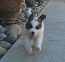 11FEB13: 'Penny' day 3 in West Sac, 2 months old today 11FEB13: 'Penny' day 3 in West Sac, 2 months old today
