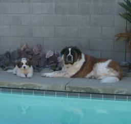 13FEB13: 'Penny' day 5 in West Sac 13FEB13: 'Penny' day 5 in West Sac