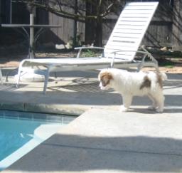 14FEB13: 'Penny' day 6 in West Sac 14FEB13: 'Penny' day 6 in West Sac