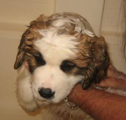 15FEB13: 'Penny' day 7 in West Sac 15FEB13: 'Penny' day 7 in West Sac