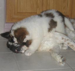 16FEB13...: 'Penny' week 2 in West Sac 16FEB13...: 'Penny' week 2 in West Sac