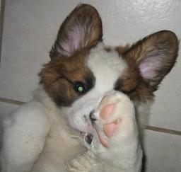 02MAR13...: 'Penny' week 4 in West Sac 02MAR13...: 'Penny' week 4 in West Sac