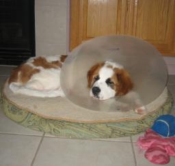 09MAY13: 'Penny' month 4 in West Sac 09MAY13: 'Penny' month 4 in West Sac