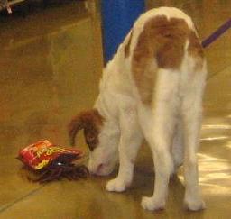 09JUL13: 'Penny' month 6 in West Sac 09JUL13: 'Penny' month 6 in West Sac